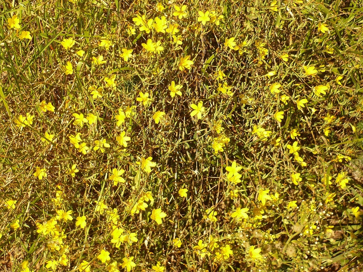 Lactuca viminea subsp. chondrilliflora (Asteraceae)